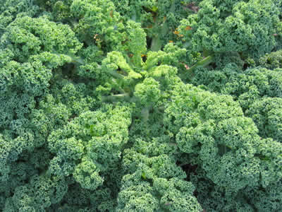 kale healthy alkalizing 